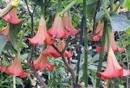 Brugmansia suavolens DS Zumba