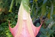 Brugmansia suavolens DS Zumba