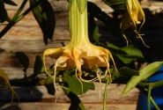 Brugmansia suavolens (Datura) Zuni yellow spider