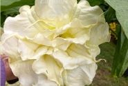 Brugmansia suavolens (Datura) SB Yannick