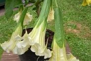 Brugmansia suavolens (Datura) SB Yannick