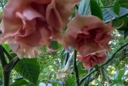 Brugmansia suavolens (Datura) IR Linda