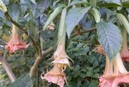 Brugmansia suavolens (Datura) IR Linda