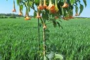 Brugmansia suavolens (Datura) IR Linda