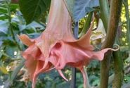 Brugmansia suavolens (Datura) IR Linda