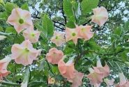 Brugmansia suavolens (Datura) IR Klajā