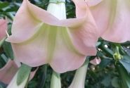 Brugmansia suavolens (Datura) IR Klajā