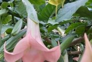 Brugmansia suavolens (Datura) IR Klajā