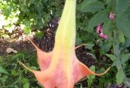 Brugmansia suavolens (Datura) DS Smart