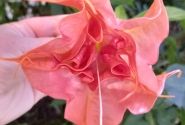 Brugmansia suavolens (Datura) DS Smart