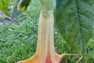 Brugmansia suavolens (Datura) DS Smart