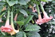 Brugmansia suavolens (Datura) Moilun Rouge