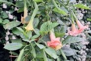 Brugmansia suavolens (Datura) Moilun Rouge