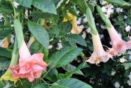 Brugmansia suavolens (Datura) Moilun Rouge