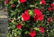 Mandevilla hybrida Qdeville Pyramide Bamboo Red, sarkana (33 cm), piramīda