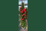 Mandevilla hybrida Qdeville Pyramide Bamboo Red, sarkana (33 cm), piramīda
