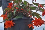 Begonia Elserta