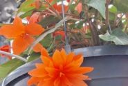 Begonia Elserta