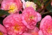 Begonia Pink Fizz