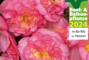 Begonia Pink Fizz