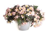 Begonia Shine Bright Appleblossom