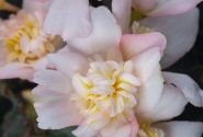 Begonia Shine Bright Appleblossom