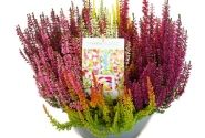 Calluna vulgaris Beauty Ladies Mosaica (23cm)