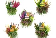 Calluna vulgaris Beauty Ladies Beautybelle (13cm)
