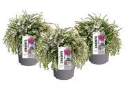 Calluna vulgaris Champs White (12 cm)