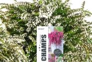 Calluna vulgaris Champs White (12 cm)
