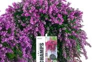 Calluna vulgaris Champs Purple (12 cm)