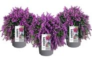 Calluna vulgaris Champs Purple (12 cm)
