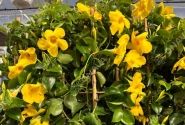 Dipladenia Sundaville Mandevilla, dzeltena, piramīda (17 cm)