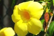 Dipladenia Sundaville Mandevilla, dzeltena, piramīda (17 cm)