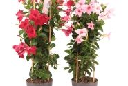 Dipladenia Sundaville Mandevilla, sarkana, piramīda (17 cm)
