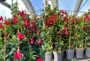 Dipladenia Sundaville Mandevilla, sarkana, piramīda (17 cm)
