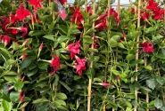 Dipladenia Sundaville Mandevilla, sarkana, piramīda (17 cm)