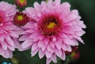 Chrysanthemum, daudzziedu Beppie Purple
