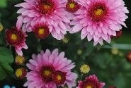 Chrysanthemum, daudzziedu Beppie Purple