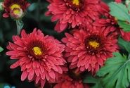 Chrysanthemum, daudzziedu Beppie Red