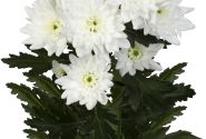 Chrysanthemum, lielziedu Frozen