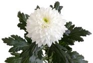 Chrysanthemum, lielziedu Frozen