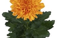 Chrysanthemum, lielziedu Kalimba Orange