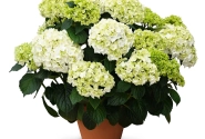 Hydrangea macrophylla Originals Wudu (14 cm)