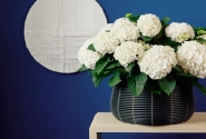 Hydrangea macrophylla Originals Wudu (14 cm)