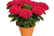 Hydrangea macrophylla Stars Antares (14 cm)