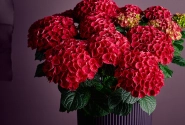 Hydrangea macrophylla Stars Antares (14 cm)