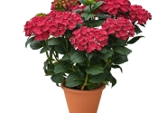Hydrangea macrophylla Stars Rana (14 cm)