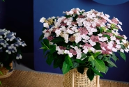 Hydrangea macrophylla Stars Altair (14 cm)