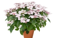 Hydrangea macrophylla Stars Altair (14 cm)